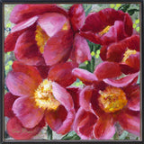 Terri Morse - "Rhythms"