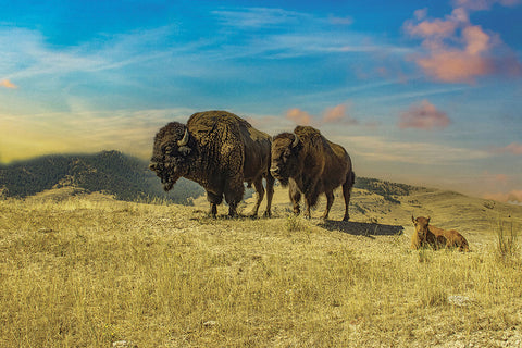 Family Portrait - Photog on Metal Limited edition of 75  by artist mike carr