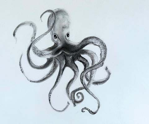 Octopus  - Charcoal  by artist Emer McCourt