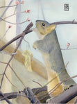 Squirrel reaching for buds - Watercolor Pencil  by artist Janet Fountain