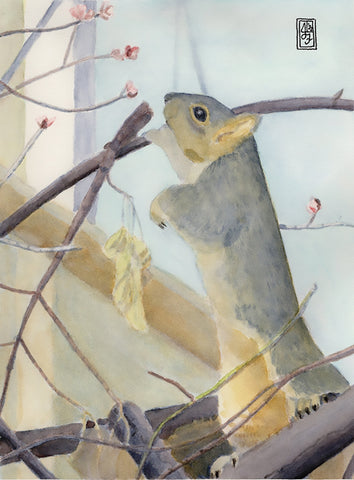 Squirrel reaching for buds - Watercolor Pencil  by artist Janet Fountain