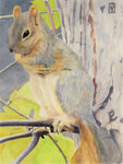 Squirrel after rain - Watercolor Pencil  by artist Janet Fountain