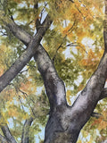 Robin Hegemier - "Sanctuary In The Branches"