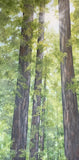 Robin Hegemier - "Standing With Giants"