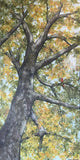 Robin Hegemier - "Sanctuary In The Branches"