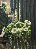 Sharon K Hernly - "Desert Harmony: Mourning Dove in a Saguaro"