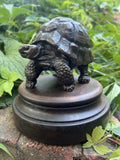 Karl Christopher Gabriel - "Radiated tortoise"