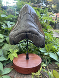 Karl Christopher Gabriel - "Extra large Tooth"