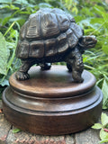 Karl Christopher Gabriel - "Radiated tortoise"