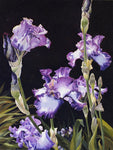 Sandra Bryant - "Iris"
