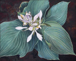 Sandra Bryant - "Hosta"