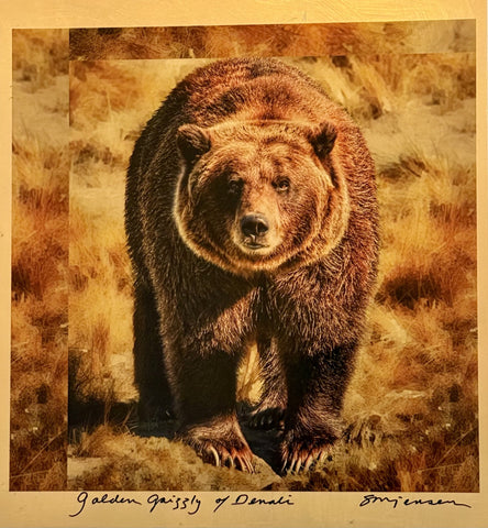 Sandy Brown Jensen - "Golden Grizzly of Denali"