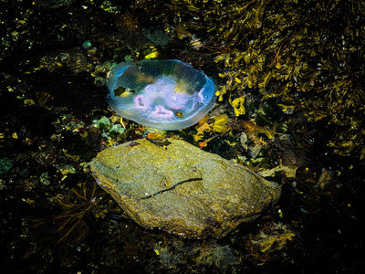 Sandy Brown Jensen - "A Small God of the Sea"