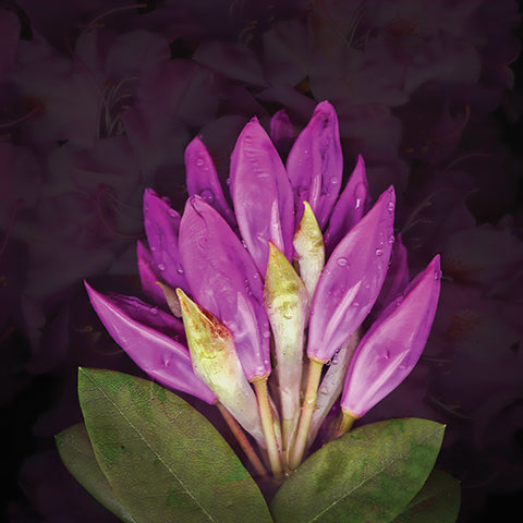 RHODODENDRUM EMERGING - Giclee print on Hahnemuhle fine art paper  by artist TED COLDWELL