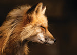Red Fox - Photography on Metal  by artist Steve Berger