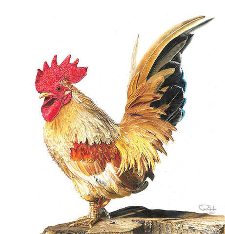 Rule the roost - Colored pencil  by artist Ricky Hill