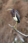 Tricolor Heron - Photography  by artist Robert W Harrison