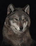 Alpha Wolf - Scratchboard  by artist Lynn Kibbe