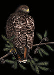 Red-Tailed Hawk - Scratchboard  by artist Lynn Kibbe
