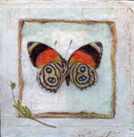 Judith Monroe - "Butterfly Collection #6"